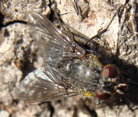 calliphora vomitoria?